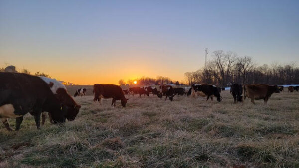 Springwood Organic Farm – Grassfed Vitality